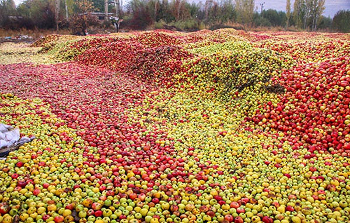 انباشت سیب درختی در کنار جاده‌های آذربایجان‌غربی