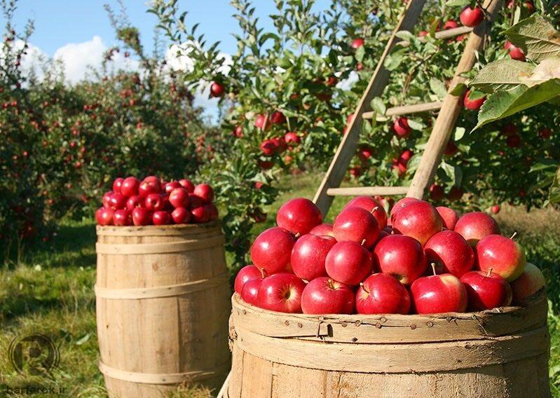 نبود کامیون یخچال‌دار صادرات سیب را دچار مشکل می‌کند