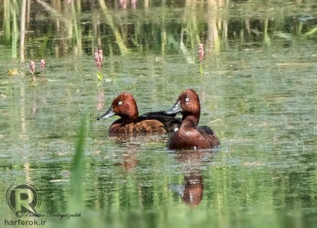 اجرای طرح ارزشگذاری ۶ تالاب بینالمللی