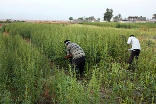 آغاز برداشت دانه‌های روغنی کنجد در پلدشت