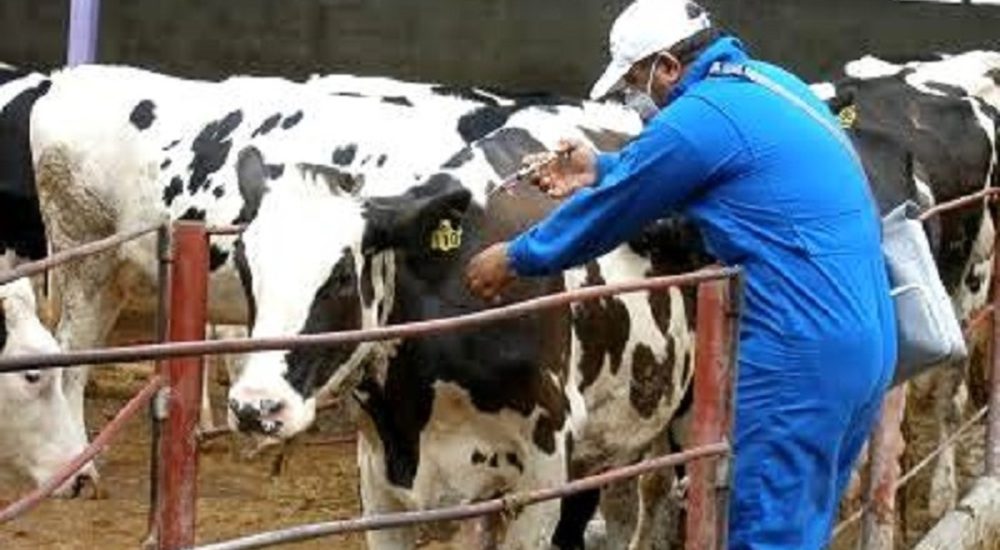 واکسیناسیون ۲ میلیون رأس دام سبکوسنگین علیه بیماریها در میاندوآب