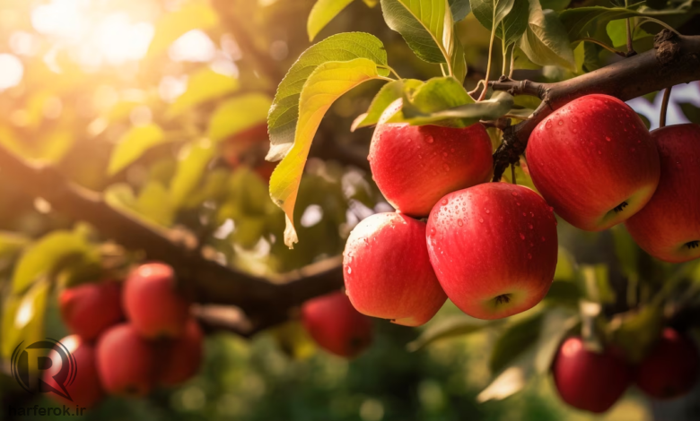 برداشت بیش از 135 هزارتن سیب در مهاباد