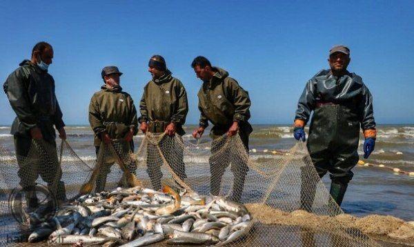 ۳۸۰۰ تنماهی از دریاچه پشت سد ارس برداشت میشود