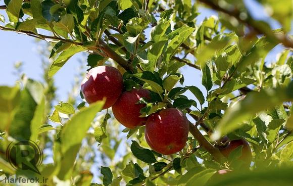 ذخیره‌سازی ۲۵ هزار تن سیب در سردخانه‌های میاندوآب 