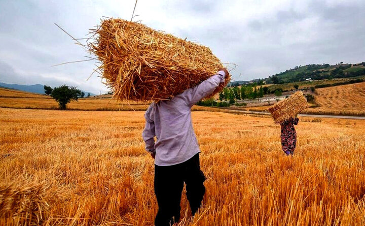 گندم کشاورزان آذربایجان‌غربی در۴۳ مرکز خریداری می‌شود