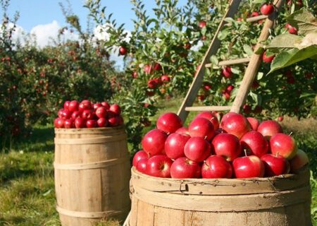 هزاران تن سیب آذربایجان‌غربی چشم انتظار صادرات