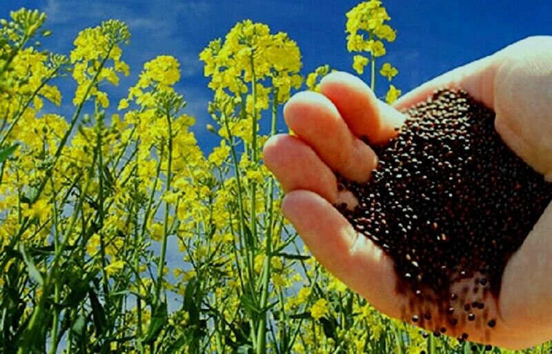کلزا؛ فرصت طلایی برای توسعه کشاورزی پایدار