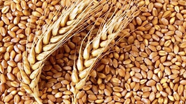 خرید ۱۲۵ هزار تن گندم توسط تعاون روستایی آذربایجان‌غربی