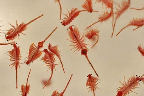 آذربایجان غربی قطب نخست تولید آرتمیا کشور