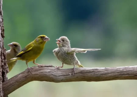 آغاز سرشماری پاییزه حیات‌وحش در آذربایجان‌غربی