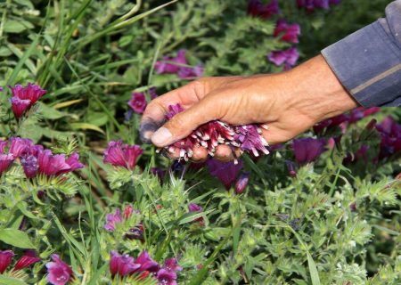 سرشماری کشاورزی گامی مؤثر برای توسعه روستاها