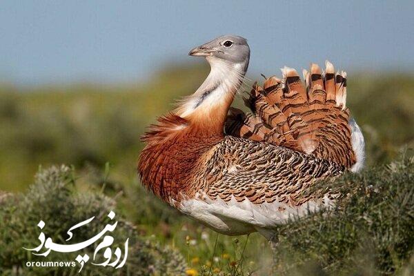 میش مرغ در اولویت حفاظتی محیط زیست آذربایجانغربی