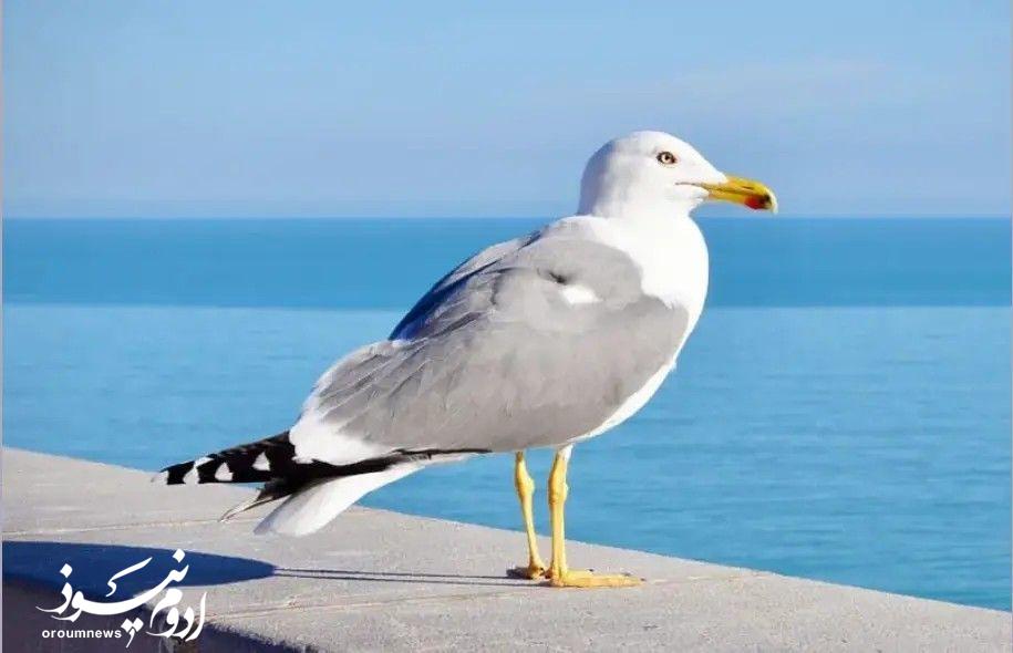 آغاز آشیانهسازی کاکایی ارمنی در جزایر دریاچه ارومیه