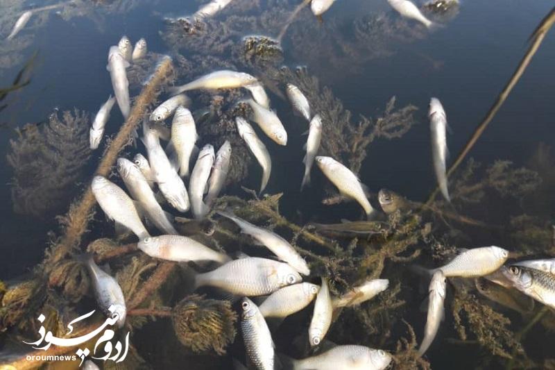تلف شدن صدها قطعه ماهی در زرینهرود میاندوآب