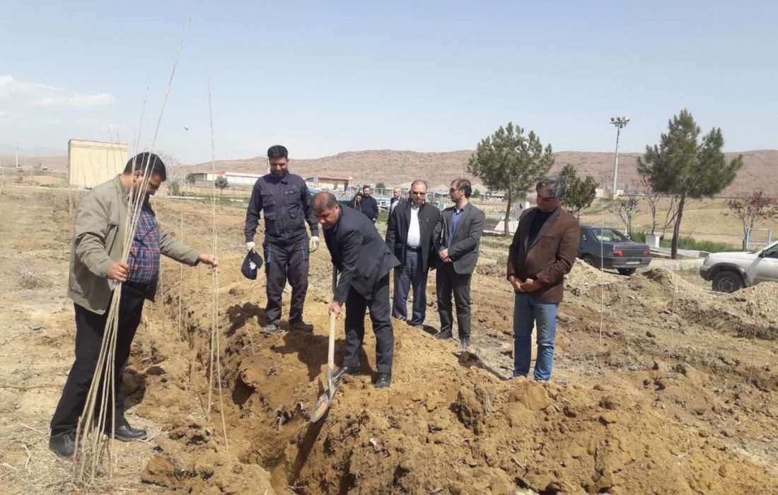 یکهزار نهال تبریزی در سلماس کاشته شد
