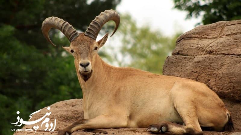 بازگشت بز کوهی به زیستگاههای مرزی سردشت