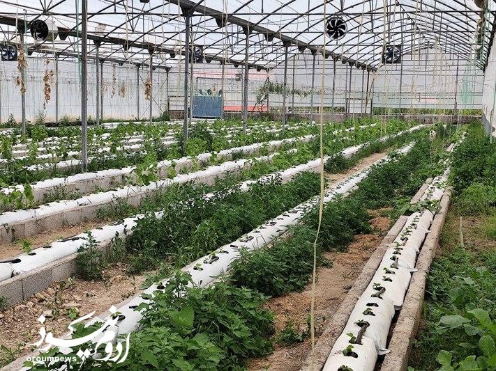 گلخانههای مدرن، محرک توسعه اقتصادی هستند