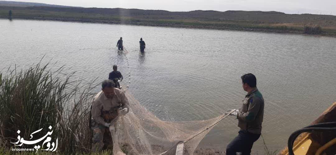 تفکیک جنسیتی مولدین ماهی در پلدشت آغاز شد