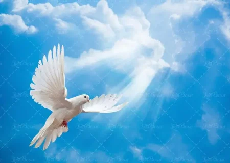 ۱۷۰۰ پرونده طلاق با سازش بسته شد