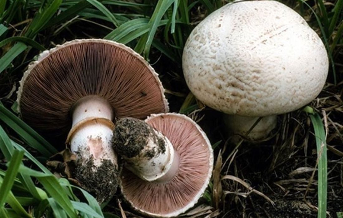 سم قارچ با پختن از بین نمیرود