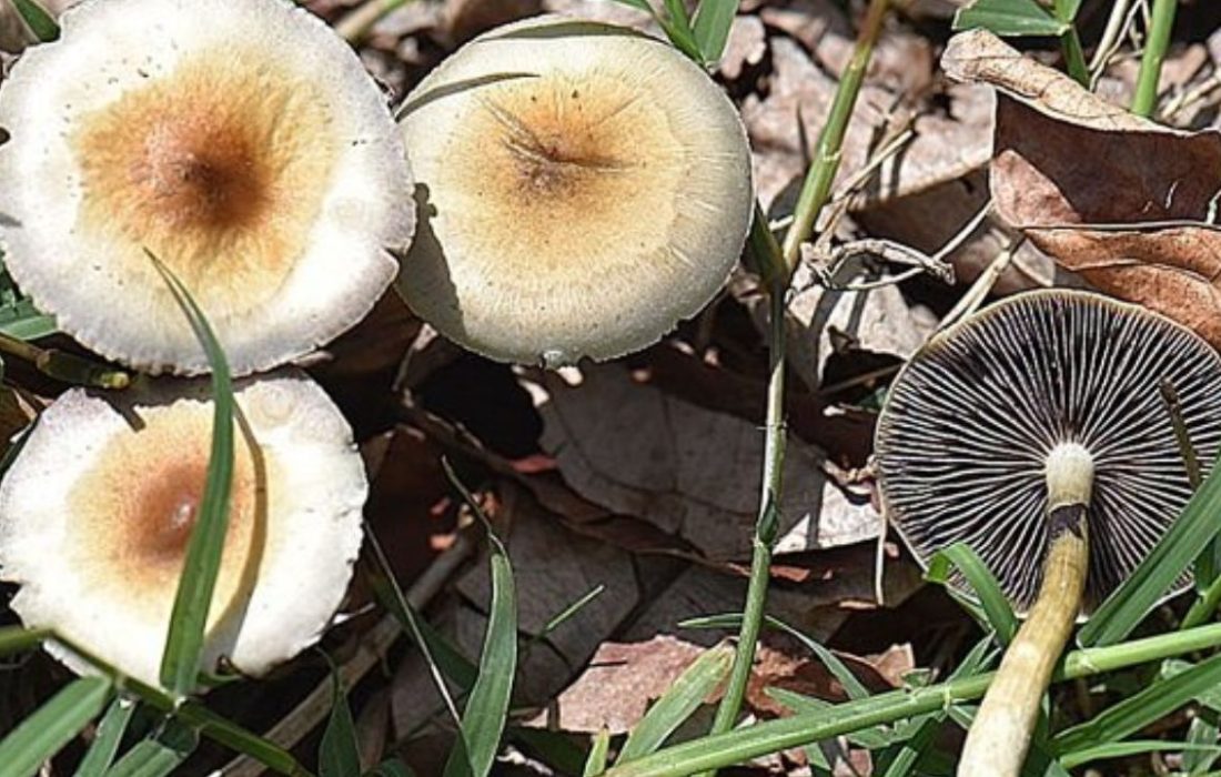 مسمومیت ۴ شهروند مهابادی با قارچ سمی