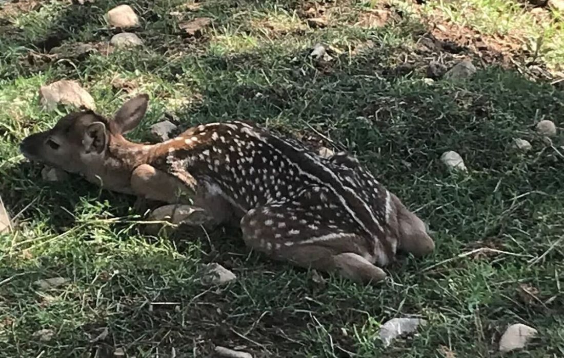 آغاز زادآوری گوزن زرد ایرانی در ارومیه