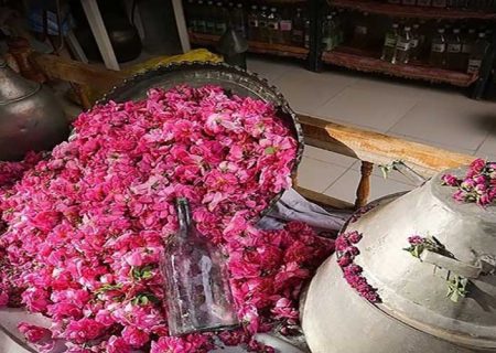 فرصت‌های ناب اقتصادی در دل مزارع گل‌محمدی