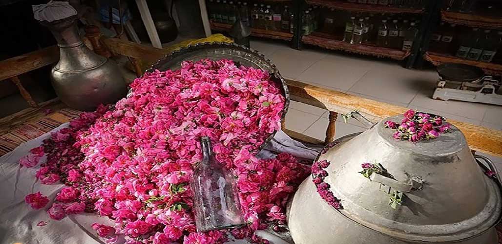 فرصت‌های ناب اقتصادی در دل مزارع گل‌محمدی