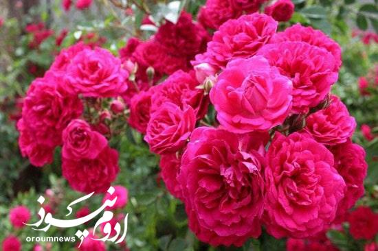 استحصال گلاب از ۲۵۰ هکتار مزارع بارور آذربایجانغربی