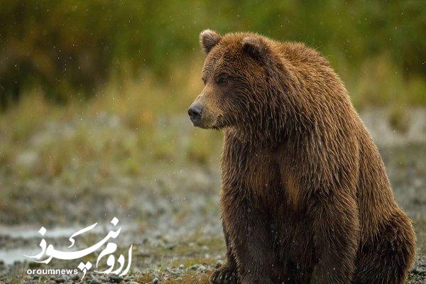مشاهده خرس قهوهای در ارتفاعات ترگور ارومیه