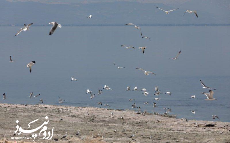 لانهسازی هزاران کاکایی ارمنی در جزایر دریاچه ارومیه