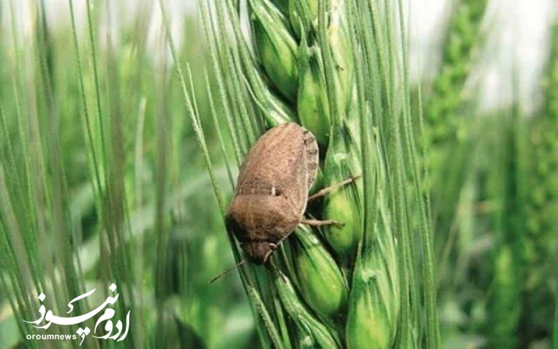 لزوم اقدام فوری علیه آفت سن در آذربایجان غربی