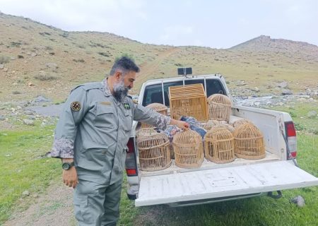 کشف ۱۸ قطعه کبک زنده و دستگیری متخلفان