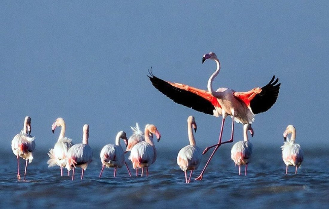 ۳۰ درصد از تالابهای نقده آبگیری شدند