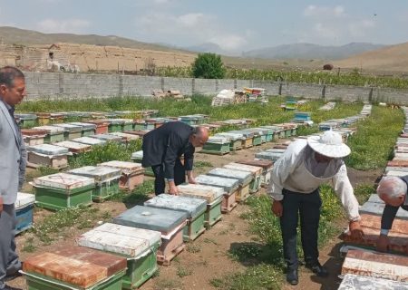برخورد قاطع با عاملان تلفات زنبورهای عسل