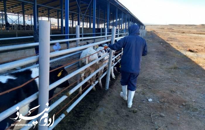 ۱۸۰ هزار رأس دام واکسن آبله دریافت کردند