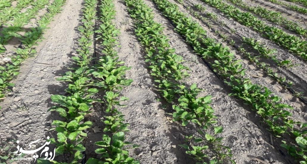 آذربایجانغربی قطب تولید چغندرقند ایران