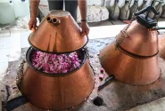 گل محمدی؛ از گلاب‌گیری تا صادرات و ارزآوری