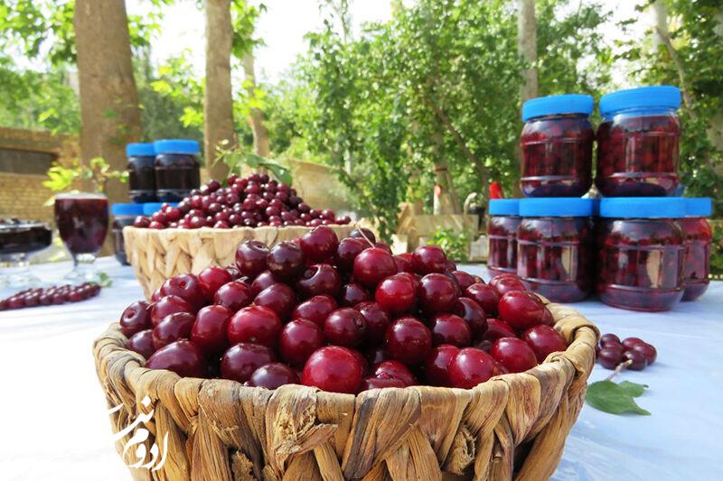 جشنواره گیلاس اشنویه لغو شد