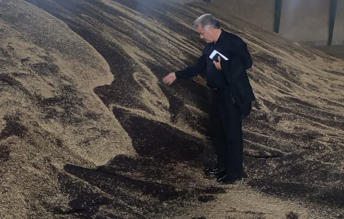 خرید ۴۱۲ تن کلزا در میاندوآب