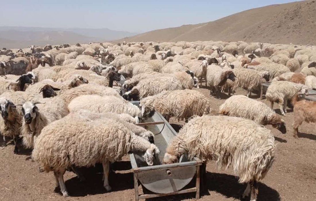 بهبود دسترسی دام عشایر به آب سالم