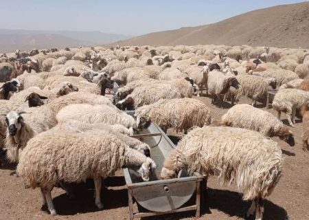 بهبود دسترسی دام عشایر به آب سالم