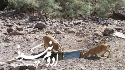 چشمههای طبیعی مراکان لایروبی و بازسازی میشوند