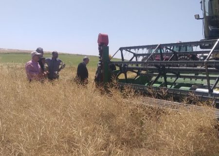 ۱۴۰۰ تن کلزا از مزارع میاندوآب برداشت می‌شود