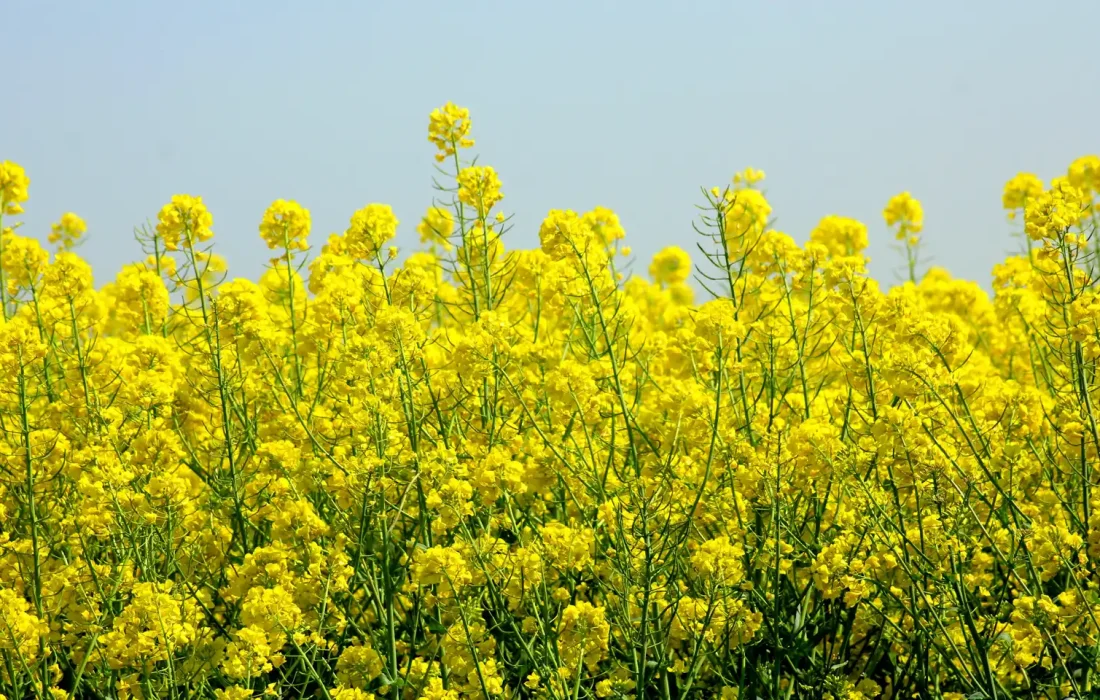 کلزا محصول راهبردی برای کاهش وابستگی روغن است