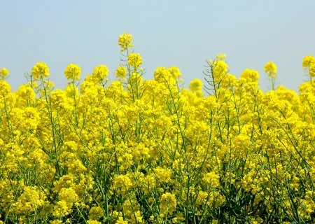 کلزا محصول راهبردی برای کاهش وابستگی روغن است