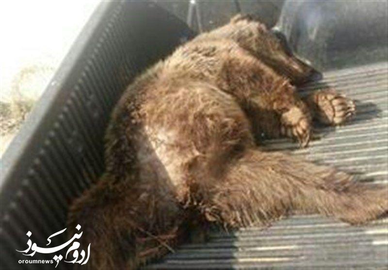 کشف لاشه خرس قهوهای در ترگور ارومیه