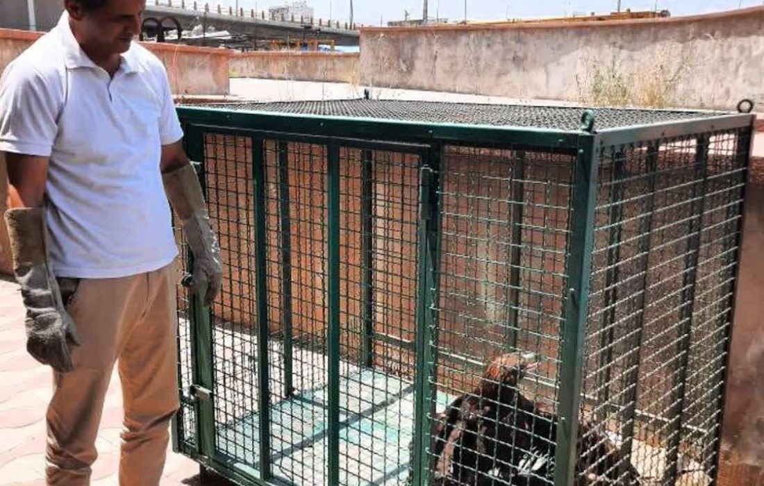 نجات عقاب طلایی آسیبدیده در تالاب نوروزلو