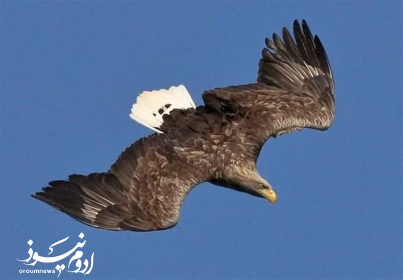 پرواز عقاب زخمی بعد از درمان در ارومیه