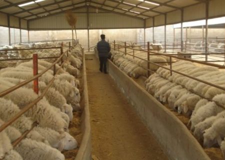 تخصیص تسهیلات فعال‌سازی پرواربندی به دامداران آذربایجان‌غربی